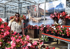 Alicia Suits of Sakata presenting the new begonia series named Viking. The series is divided in Standard and Xl plants and there are three leaf colors; green, bronze and chocolate. According to Alicia, unique is the chocolate leaf. “It is the darkest leaf on the market. On top of that it has large blooms.” The series was already launched in Europe last year and Viking XL Red on Chocolate was crowned AAS winner 2019.